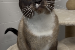 Andy, Snowshoe Cat, Seal Point, Neutered Male, Approx. 5.5 years old