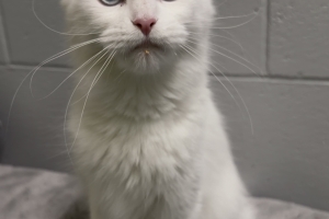 Kennedy, Maine Coon Mix, White, Spayed Female, Approx. 1 year old