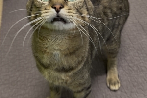 Maurice, Domestic Short Hair, Brown Tabby, Neutered Male, Approx. 2-4 years old