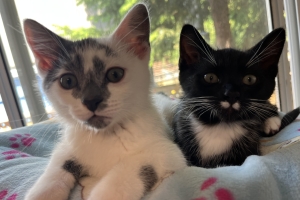 Purrt & Purrcy, Domestic Short Hairs, Tuxedo and Grey/White, Males, Approx. 11 weeks old