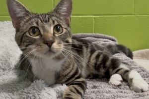 Steven, Domestic Short Hair, Brown Tabby w/ White, Neutered Male, Approx. 10 months old