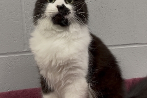 Panda, Domestic Short Hair, Tuxedo, Neutered Male, Approx. 2 years old