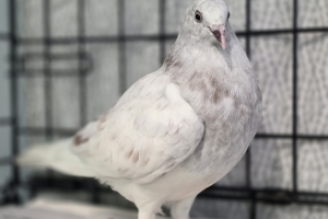 Patti Labelle, Domestic Pigeon, White/Grey, Approx. 1 year, Suspect Female