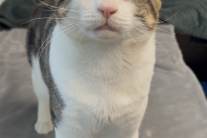 Domestic Short Hair, Brown Tabby w/ White, Neutered Male, Approx. 5 years old