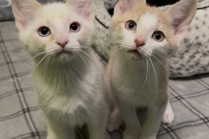 Spritzer & Sailor Jerry, Domestic Short Hair, Flame Point, Buff & White, Males, Approx. 10 months old