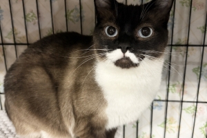 Zara, Snowshoe Mix, Seal Point and White, Spayed Female, Approx. 1 year old