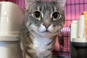 Zelda, Domestic Short Hair, Grey Tabby w/ White, Spayed Female, Approx. 1 year old