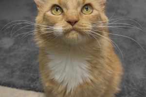 Cheez Whiz, Orange Tabby w/ White, Spayed Female, Approx. 2 years old
