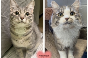 Egg & Flour, Domestic Short + Long Hair, Grey Tabbies w/ White, Spayed Female and Neutered Male, 1 year old
