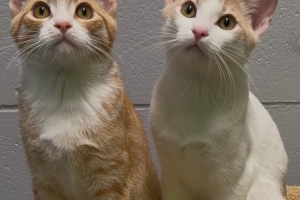 Big Mac & Junior Chicken, Domestic Short Hairs, Orange Tabby w/ White & White w/ Orange Tabby, Males, Approx. 5 months old