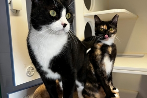 Scrabble & Dice, Domestic Short Hairs, Calico & Tuxedo, Spayed Female and Neutered Male, Approx. 2 years old