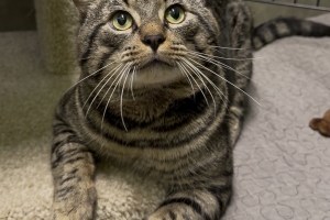 Beau, Domestic Short Hair, Brown Tabby, Neutered Male, Approx. 5 years old