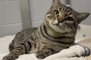 Croissant, Domestic Short Hair, Brown Tabby, Neutered Male, Approx. 3 years old