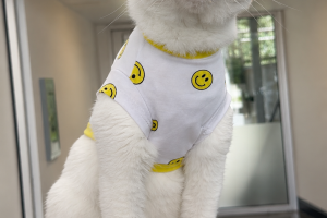 Jon, Domestic Short Hair, White, Neutered Male, Approx. 6-8 years old