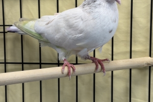 Santa, Domestic Pigeon, White, Male
