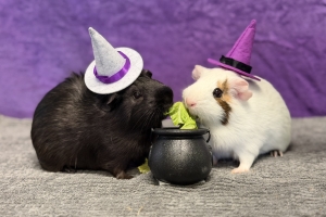 Hocus & Pocus, American Short Coated Guinea Pigs, White w/ Brown and Black, Females