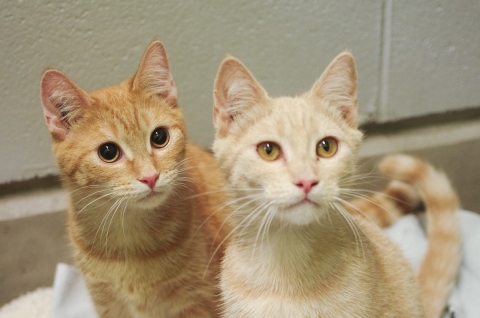 Saffron & Laurel - Domestic Shorthair, 6 mos old, Spayed Female, Orange Tabbies