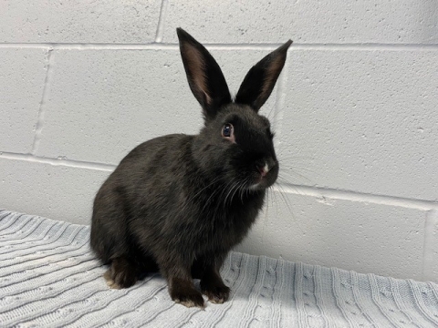 Alvin - American Short Coated Rabbit - Male - 3 months old