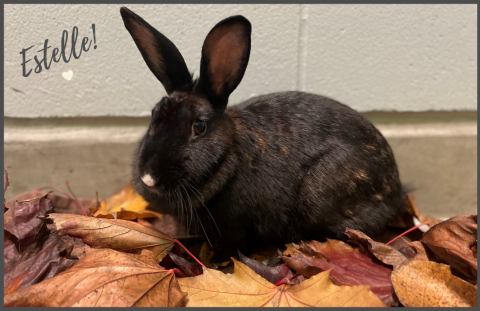 Estelle the American Short Coated Rabbit
