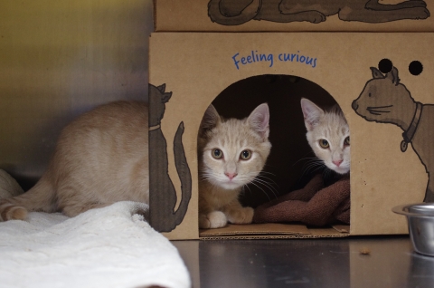 Tangelo & Clementine, 6 mos old, Neutered Male & Spayed Female, Bonded pair of Orange Tabbies