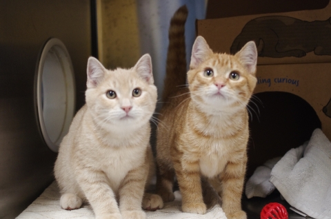Mandarin & Pomelo - 6 month old Domestic Shorthair Orange Tabbies