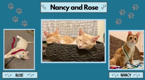 Nancy & Rose - Bonded pair. Domestic Shorthair, female tabbies