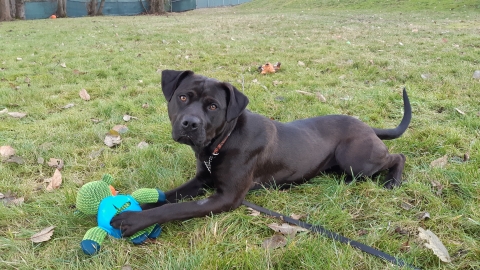 Connie 1.5 year old Chocolate spayed female Labrador/Bully mix