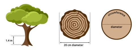 A tree's diameter being measured at 20 cm, at 1.4 m from the ground.