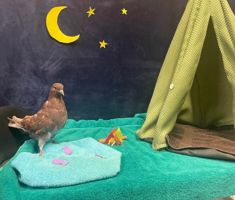 Bean, Pigeon, Brown, Unknown Sex, Young