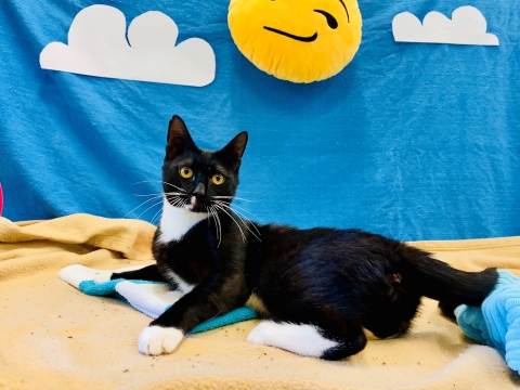 Carl, Domestic Short Hair, Tuxedo, Neutered Male, 10-12 months old