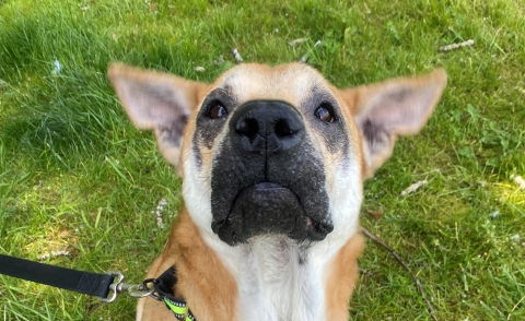 Joey profile picture