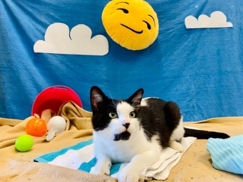 Penguin, Domestic Short Hair, Black and White, Neutered Male, Approx. 4 years old