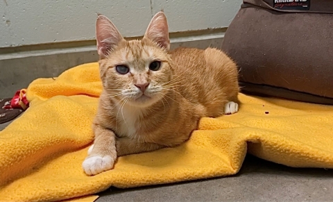 Selene, Domestic Short Hair, Orange Tabby w/ White, Spayed Female, Approx. 2 years old