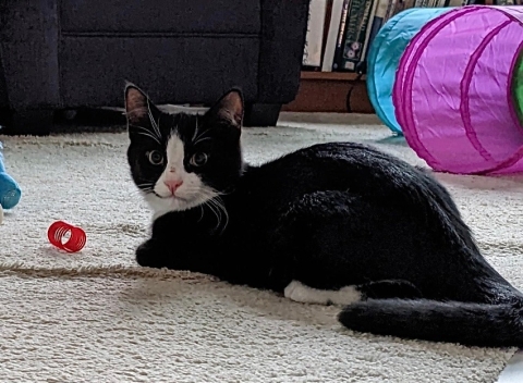 Captain, Domestic Short Hair, Black and White, Male, 4 months old