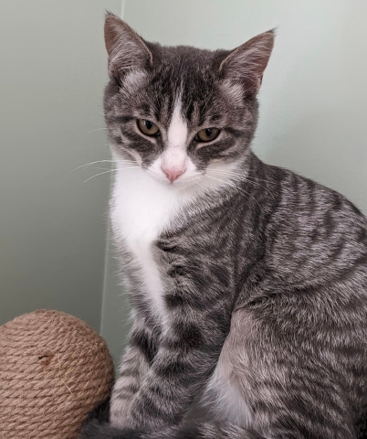 Cutty, Domestic Short Hair, Grey Tabby w/ White, Male, 4 months old