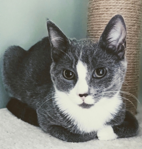 Pearl, Domestic Short Hair, Grey and White, Female. 4 months old