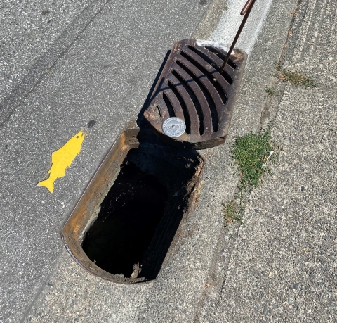 Painted yellow fish in front of storm drain.