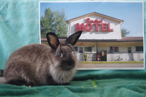 Alexis, Lionhead, Agouti, Female, Approx. 4 months old