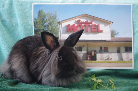 Johnny, Lionhead, Smoke, Neutered Male, Approx. 1 year