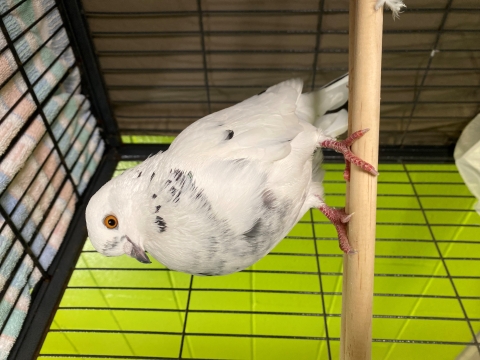 Kernel, Pigeon, White and Black, Unknown sex, Adult