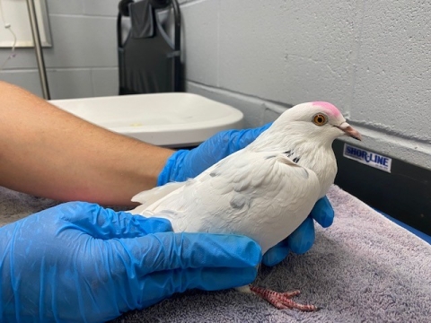 Glory, Pigeon, White, Unknown sex, 1 year old