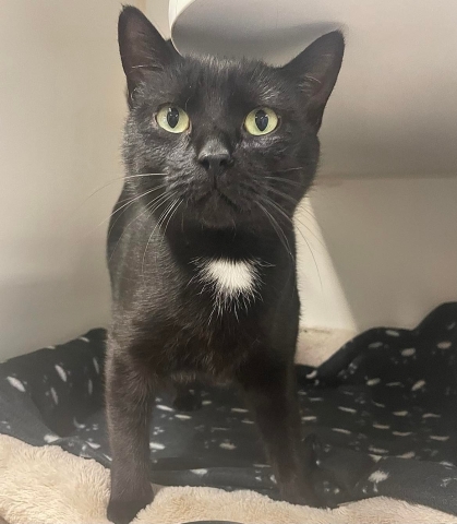 Marina, Domestic Short Hair, Black w/ white spot, Spayed Female, Approx. 1 year old