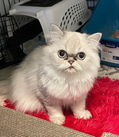 Isabelle, Domestic Long Hair, White/Sliver, Spayed Female, Approx 1 year old