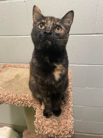 Annie, Domestic Short Hair, Tortieshell, Spayed Female, 7 months old