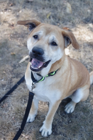 Shar Pei, Tan and White, Neutered Male, 5 years old