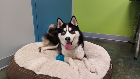 Blitz Husky Dog Profile Picture