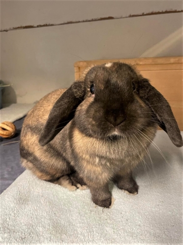 Bonnet, Lop-Eared Rabbit, Sooty Fawn, Spayed Female, Approx. 2 years old