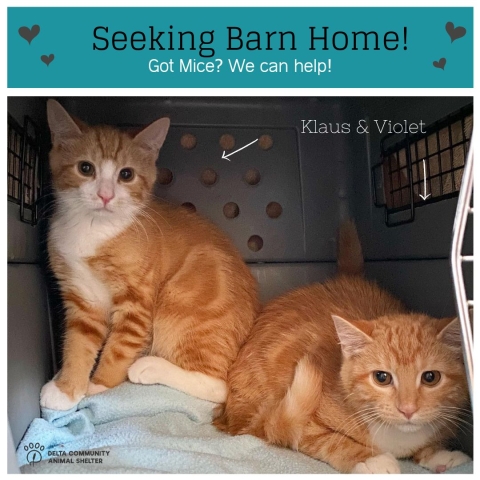 Klaus and Violet, Domestic Short Hairs, Orange Tabbies w/ white, Approx 6 months old