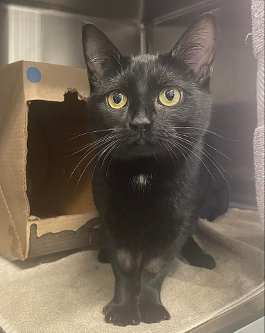 Daphne, Domestic Short Hair, Black, Spayed Female, Approx. 9 months old