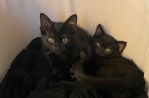 Domestic Short Hairs, Black, Males, 2.5 months old